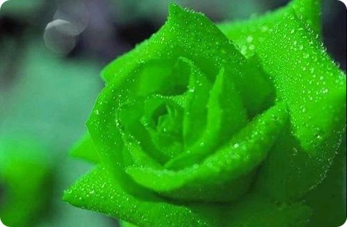 绿玫瑰.jpg