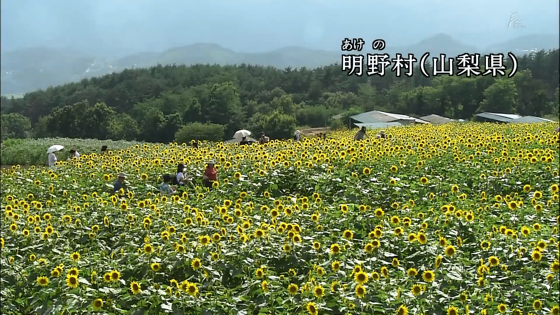 さわやかウインドー「富士山点描」p.jpg