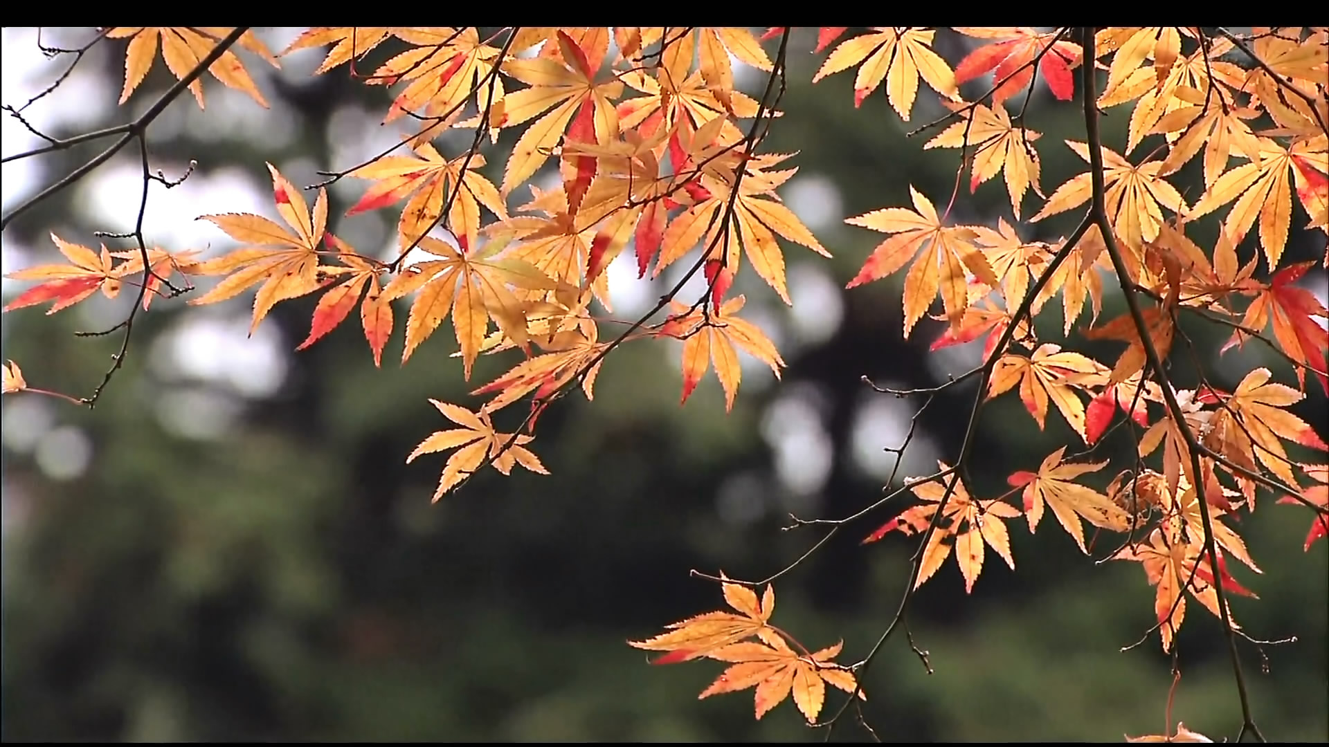 さわやかウインドー「京都西山　もみじの小径（みち）」i.jpg