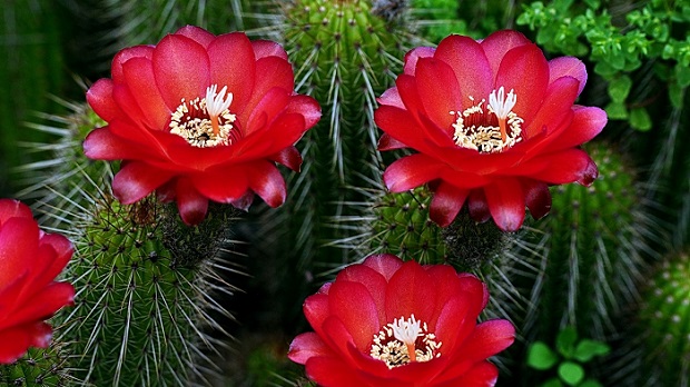 cactus-flower-HD.jpg