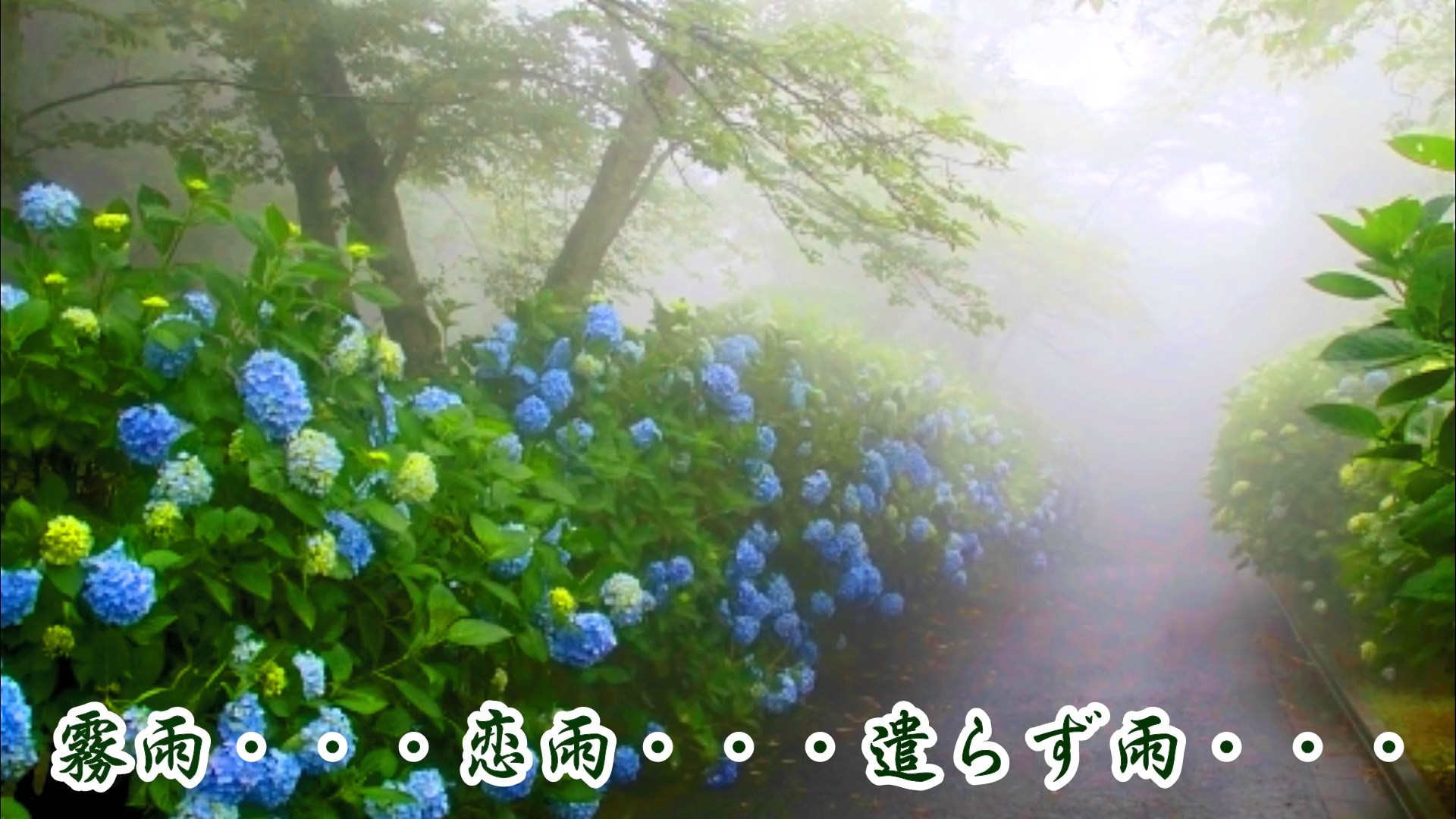 おんな雨   &#9834; 水森かおり f.jpg