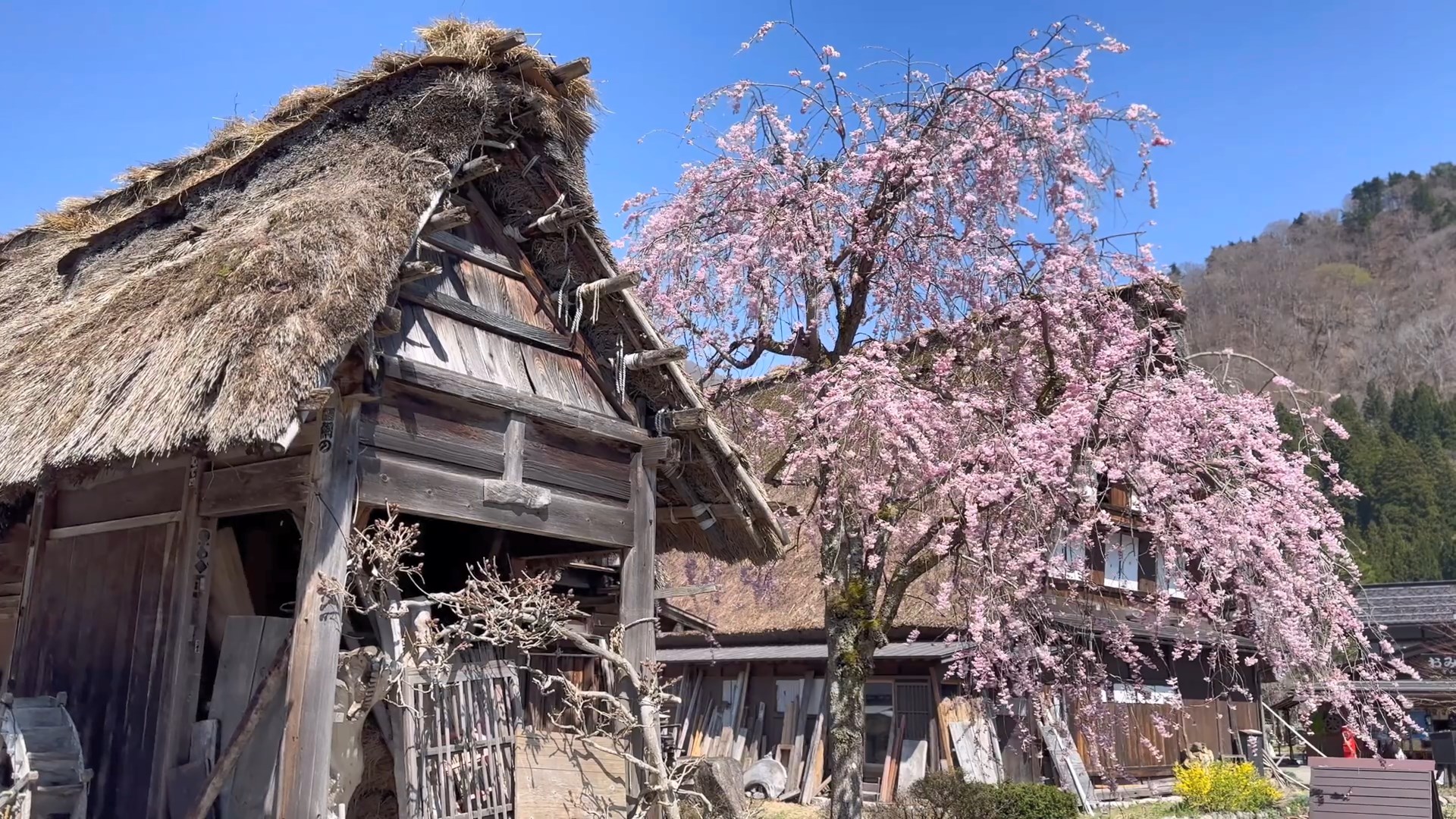 桜咲く白川郷の春　Spring in Shirakawago with cherry blossoms  a.jpg