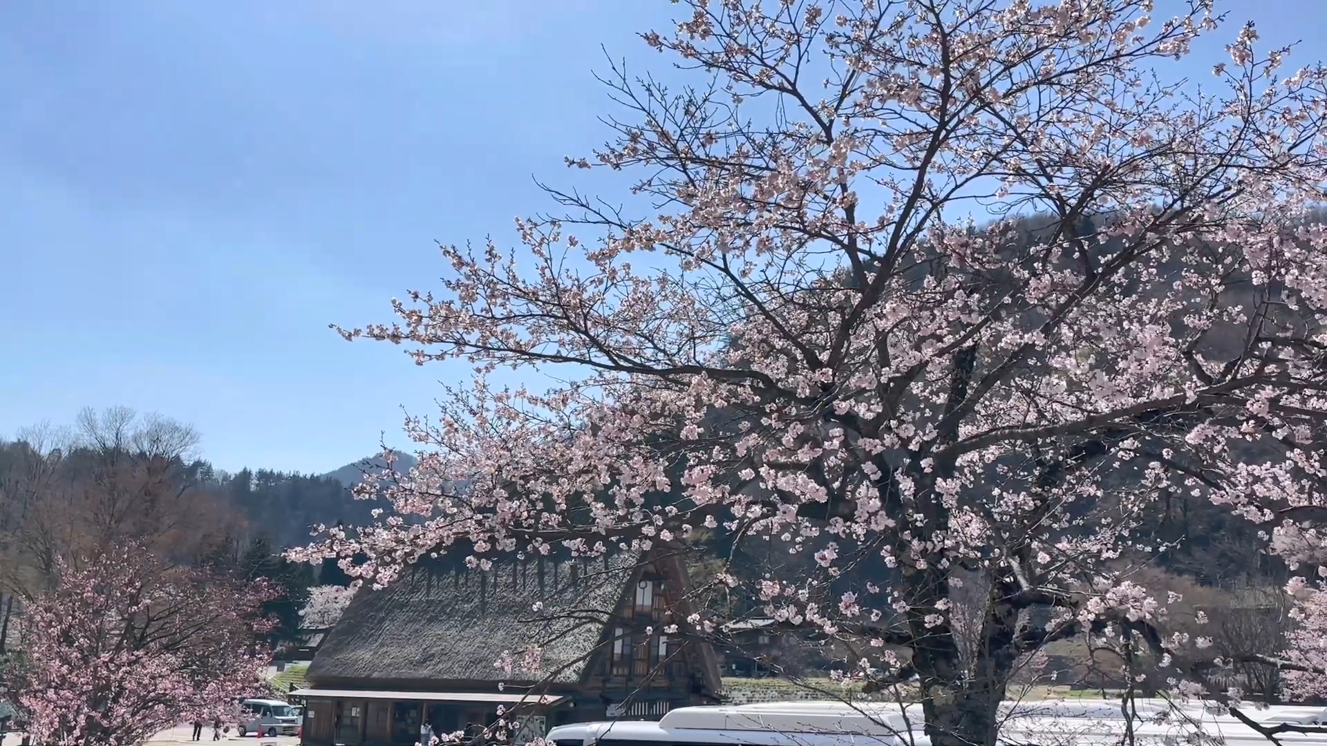 桜咲く白川郷の春　Spring in Shirakawago with cherry blossoms  c.jpg