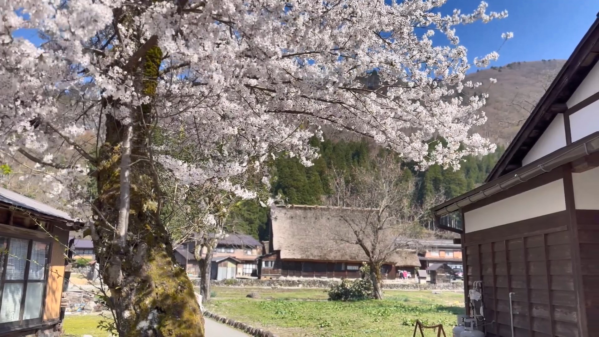 桜咲く白川郷の春　Spring in Shirakawago with cherry blossoms  d.jpg