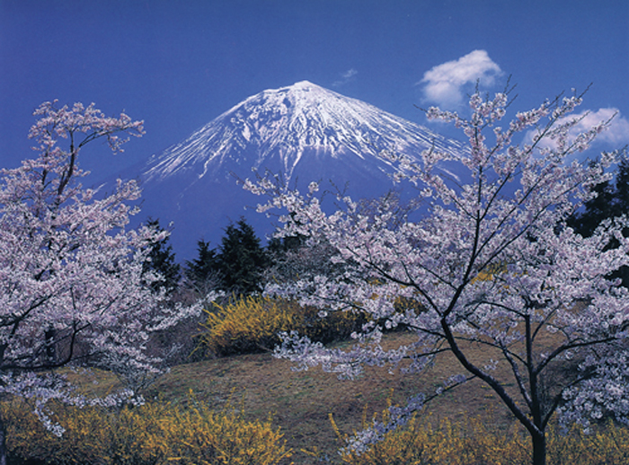 sakura-fuji.jpg