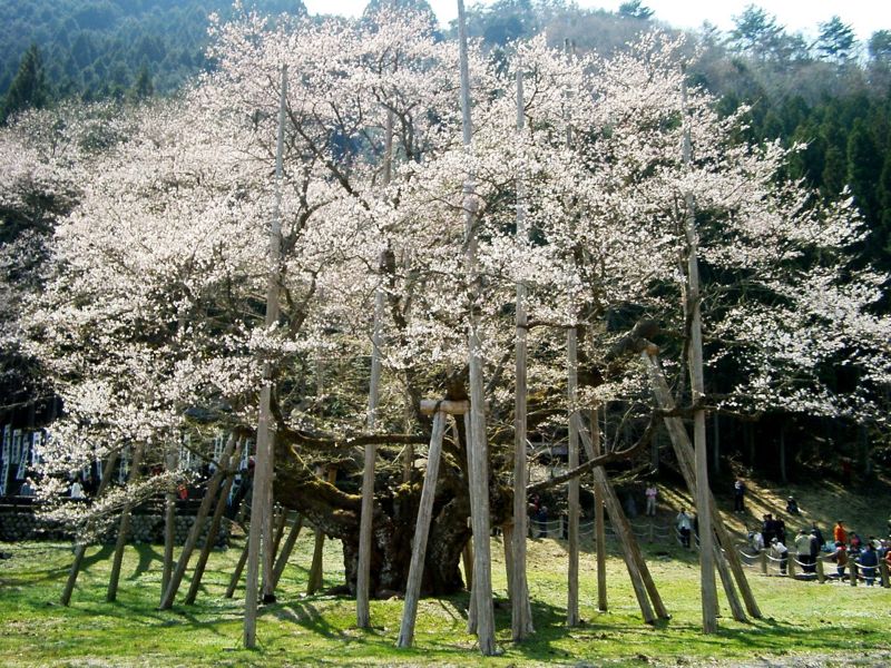 根尾谷淡墨桜(岐阜県).jpg