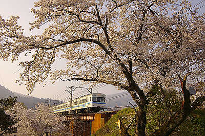 秩父鐵道蒸氣機關車050417.jpg